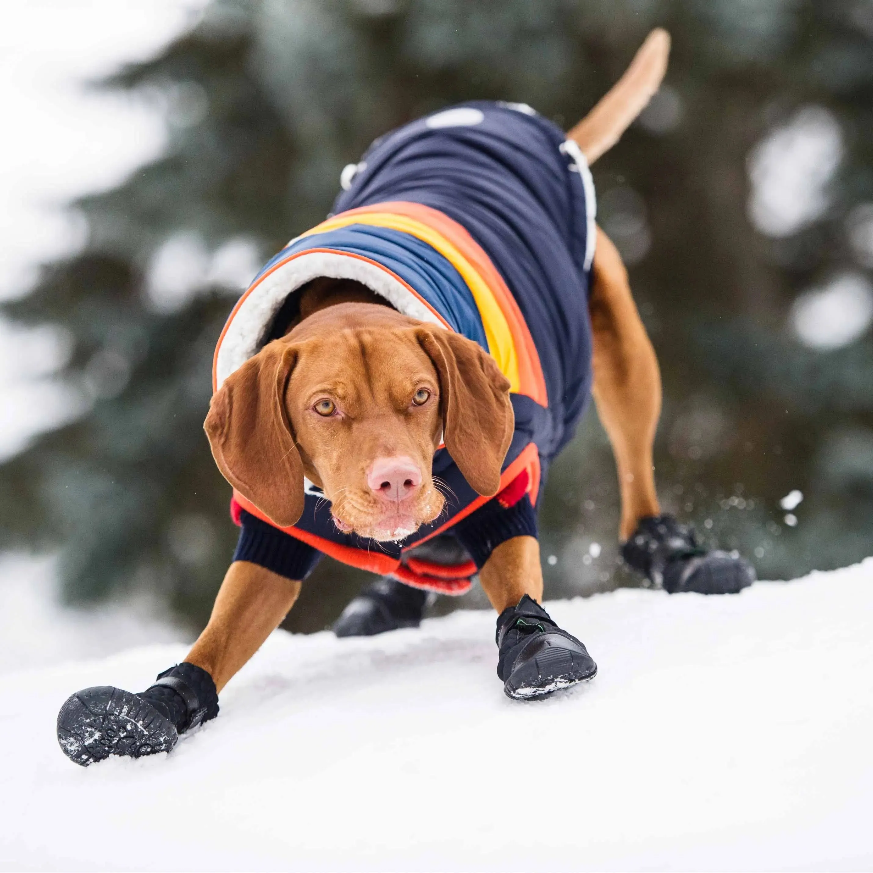 Elasto-fit® Dog Boots